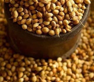Coriander
